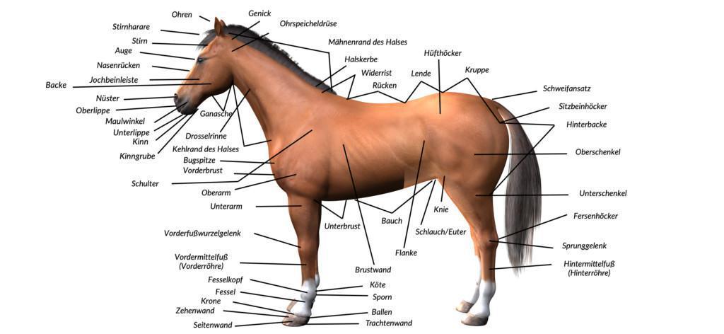 Merkmale des Exterieurs Merkmale des Exterieurs