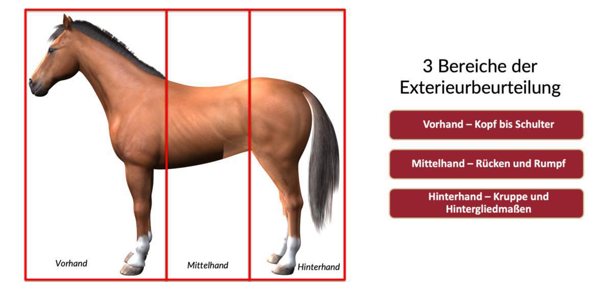 Die 3 Bereiche der Exterieur-Beurteilung Die 3 Bereiche der Exterieur-Beurteilung
