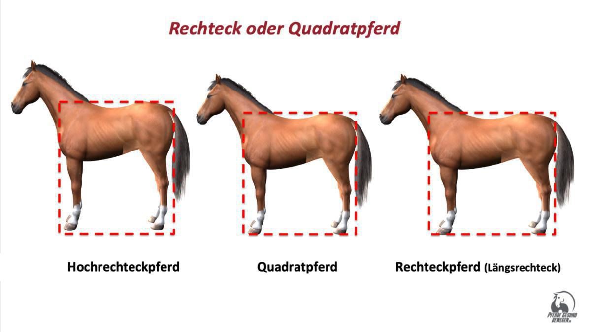 Rechteck oder Quadratpferd?