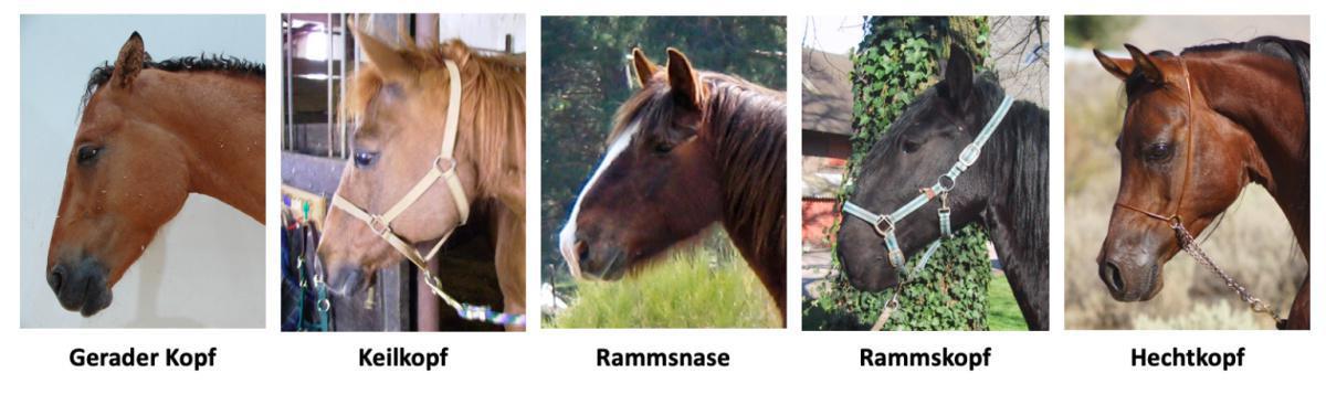 Der Kopf in der Exterieurbeurteilung Der Kopf in der Exterieurbeurteilung