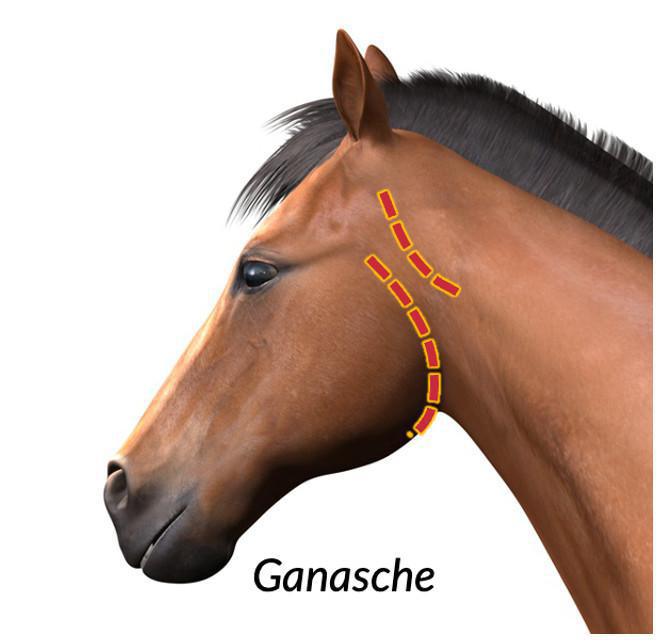 Die Ganasche Die Ganasche