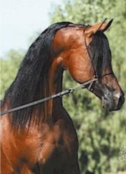 Der Hals des Pferdes (Exterieur) Der Hals des Pferdes (Exterieur)