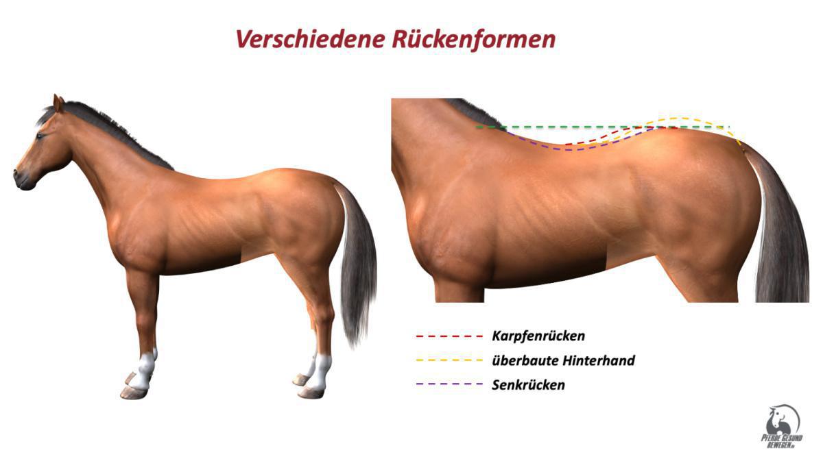 Verschiedene Rückenformen