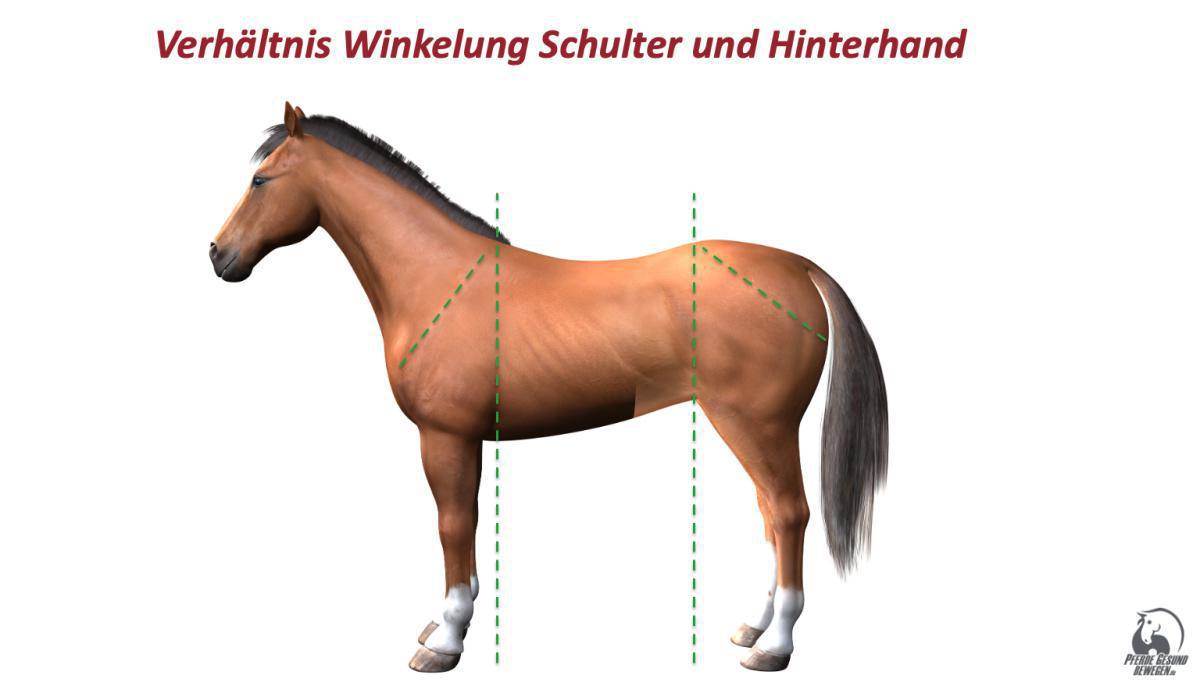 Verhältnis Winkelung Schulter und Hinterhand Verhältnis Winkelung Schulter und Hinterhand