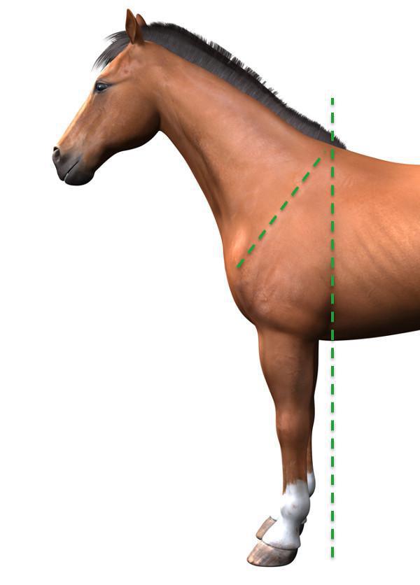 Die Schulter des Pferdes Die Schulter des Pferdes