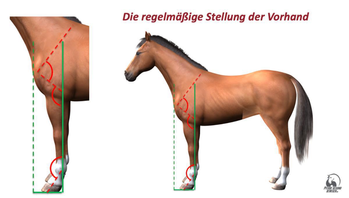 Die Stellung der Vorhand von der Seite