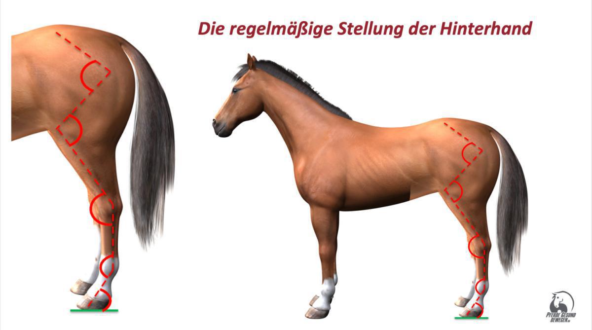 Die Stellung der Hinterhand von der Seite Die Stellung der Hinterhand von der Seite
