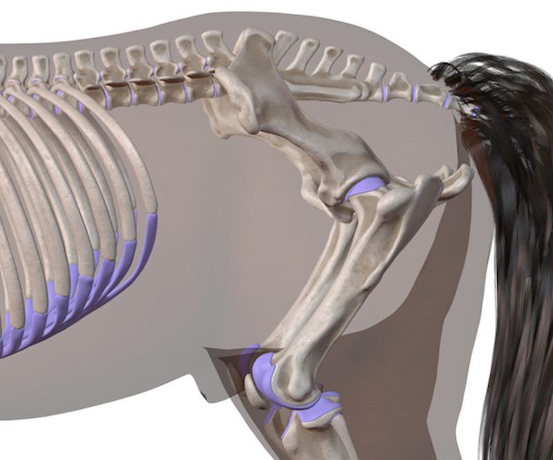 Die Kruppe des Pferdes