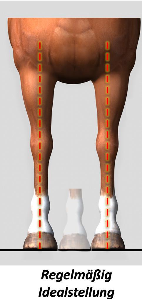 Die Stellung der Vorhand von vorn Die Stellung der Vorhand von vorn