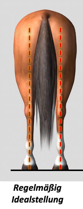 Die Stellung der Hinterhand von hinten