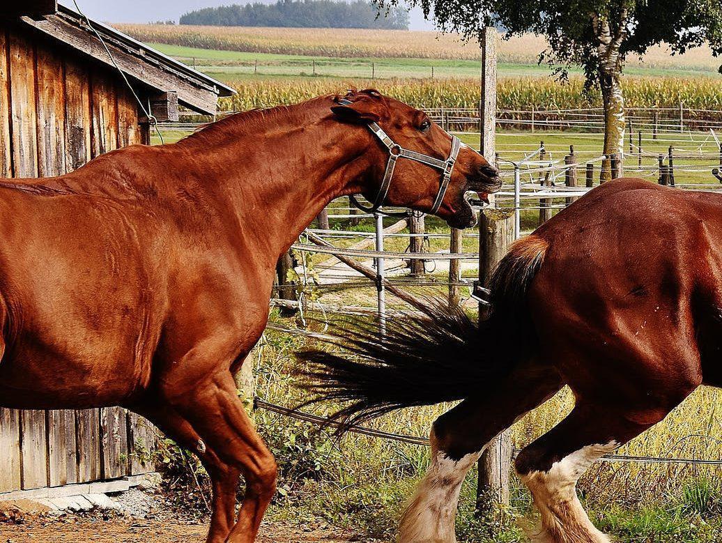 Der Lebertyp (Gan) Der Lebertyp (Gan)