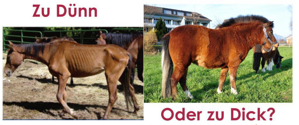 Der Body Condition Score