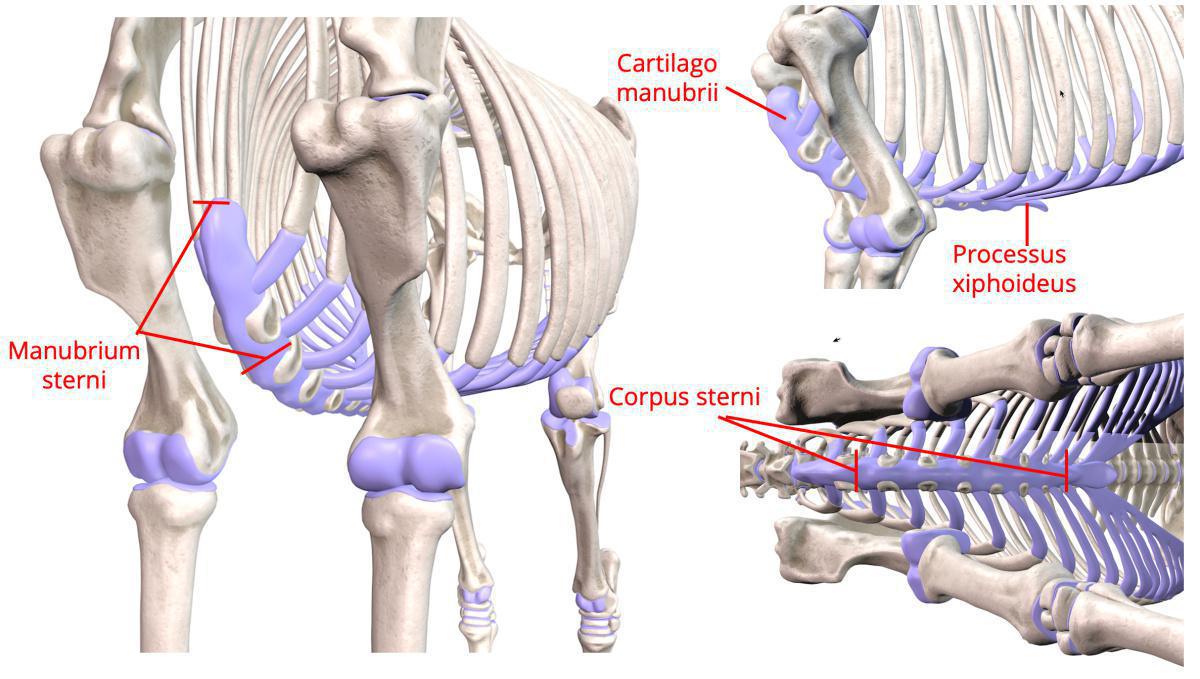 Das Brustbein (Sternum)