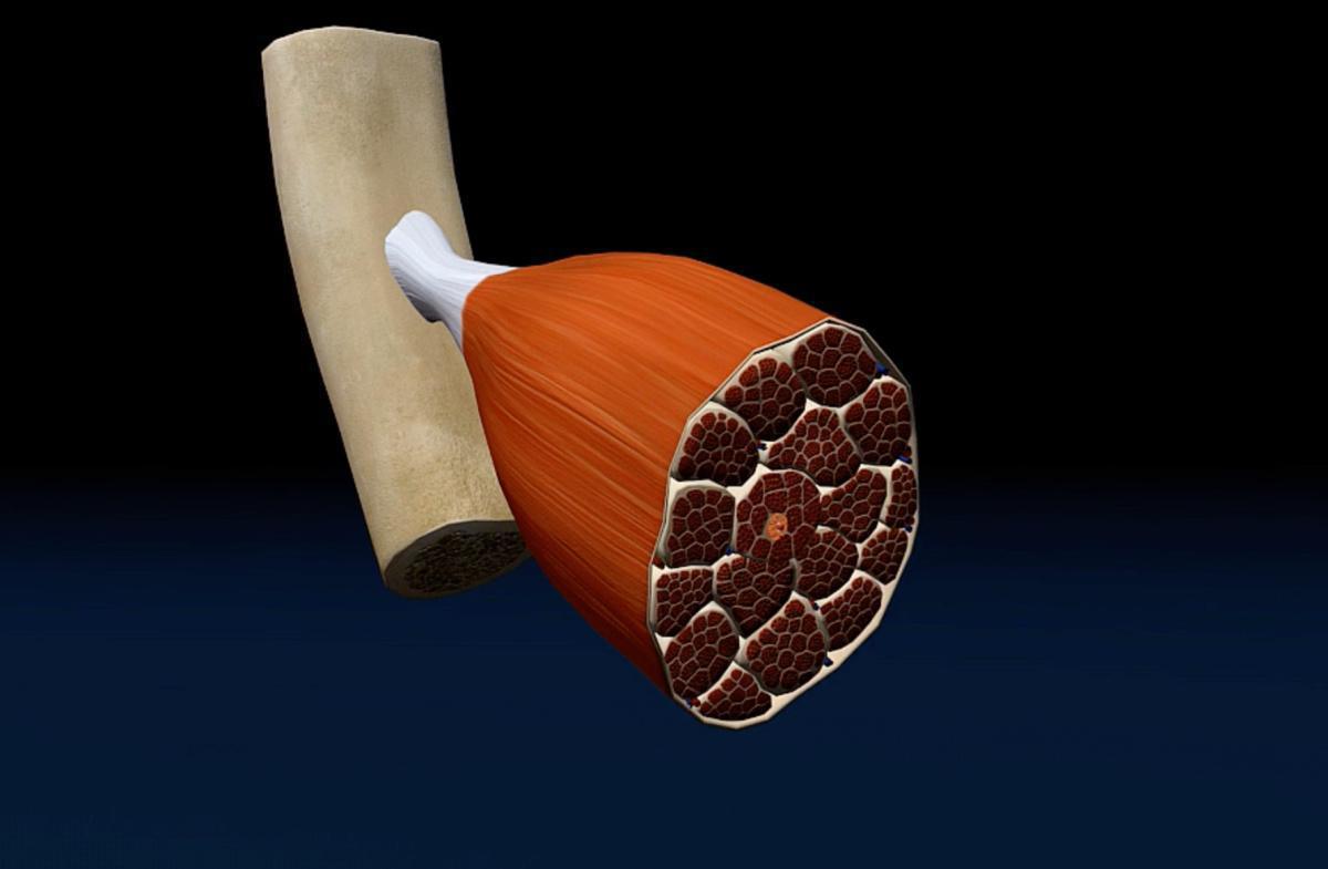 Aufbau eines Muskels Aufbau eines Muskels