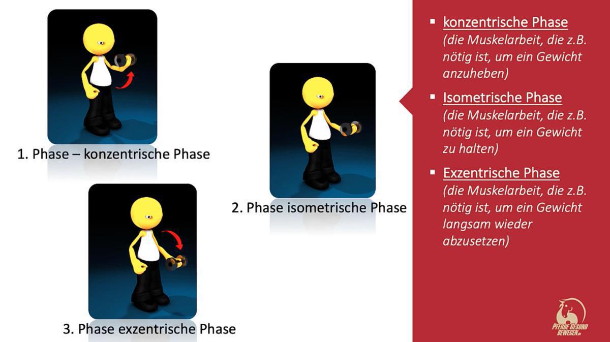 Die verschiedenen Arten der Muskelarbeit Die verschiedenen Arten der Muskelarbeit
