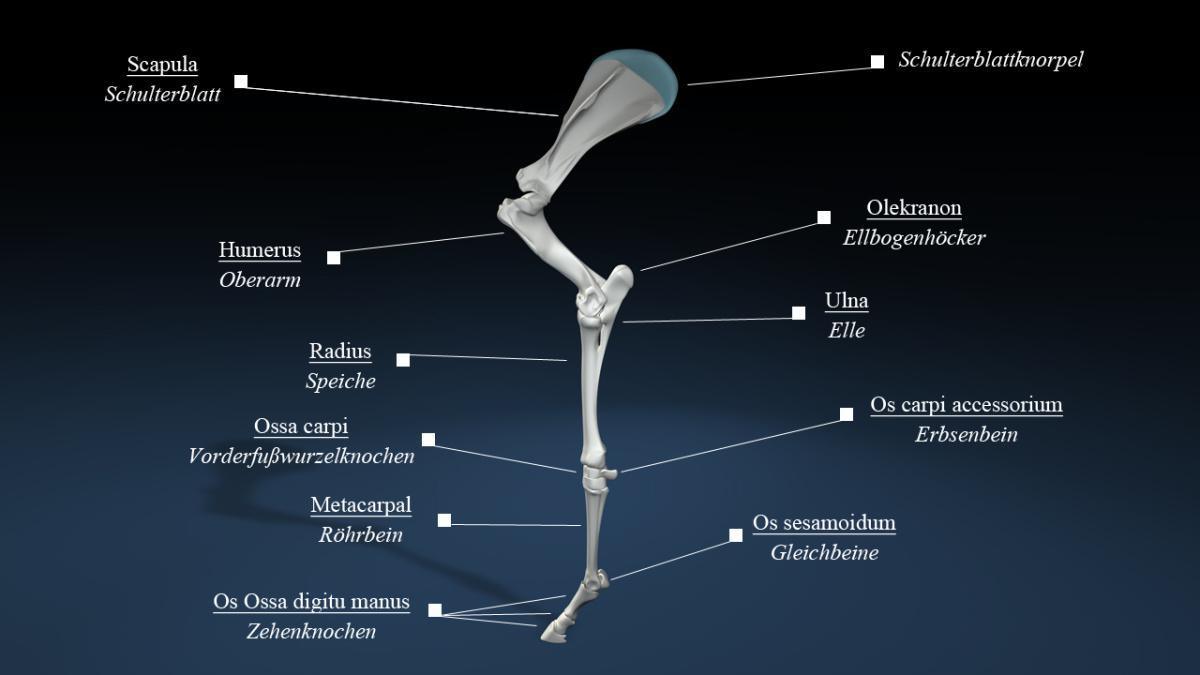 Die Strukturen der Vorhand