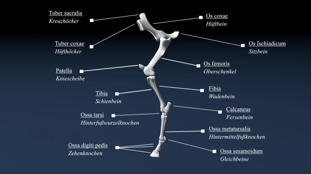 Die Strukturen der Hinterhand