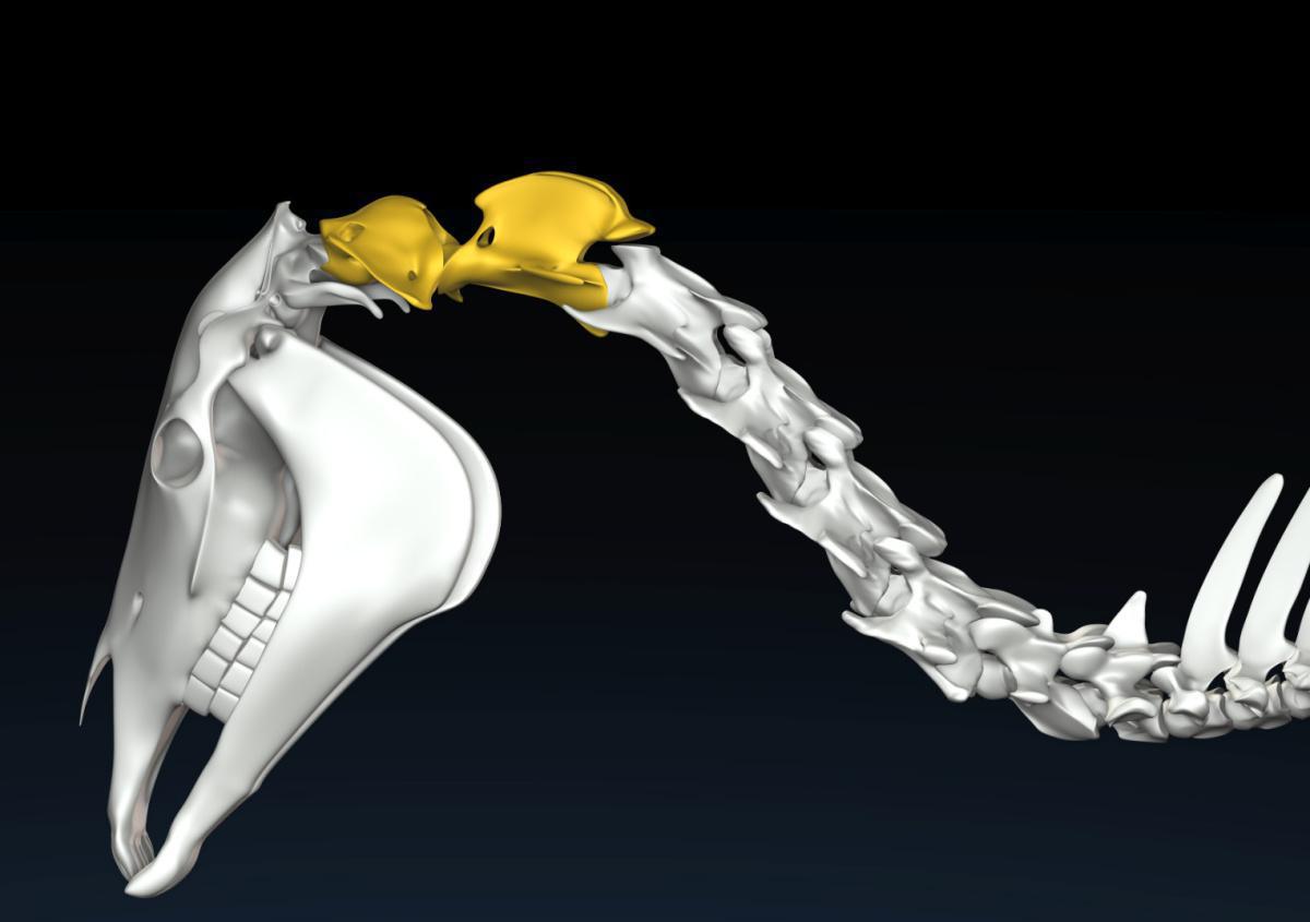 Das Zapfengelenk Das Zapfengelenk