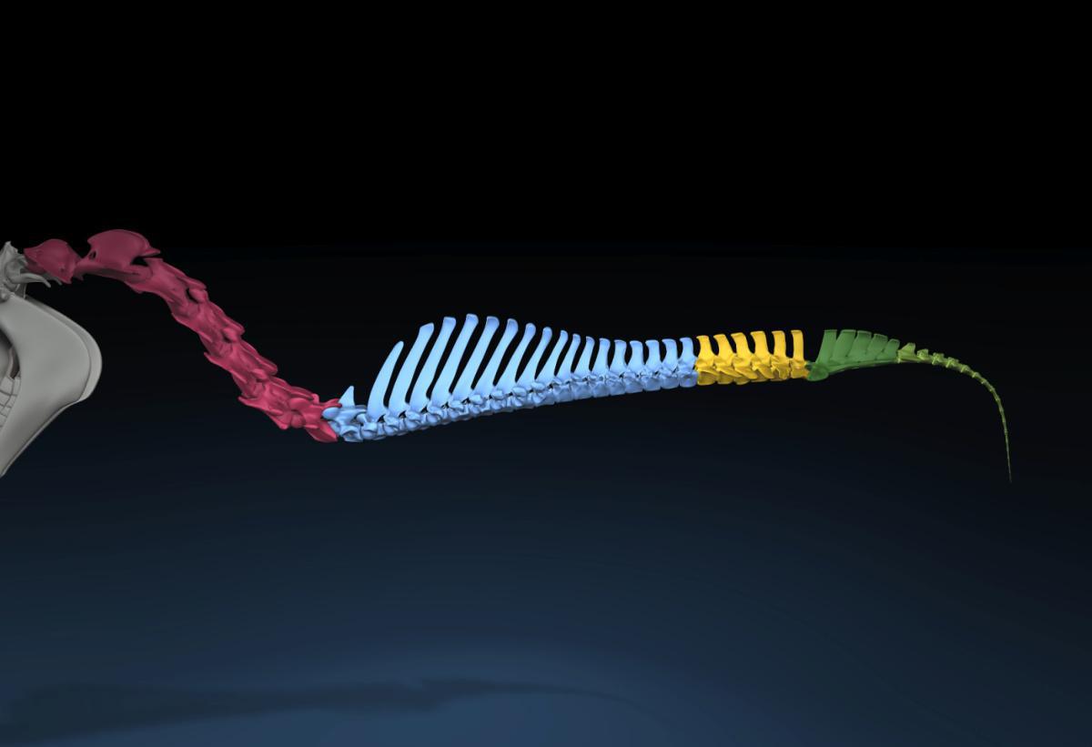 Schiebegelenk – plane Gelenke Schiebegelenk – plane Gelenke