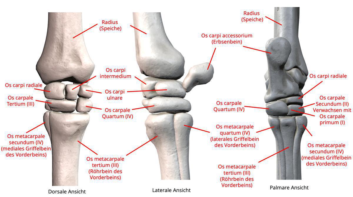 Das Karpalgelenk oder Vorderfußwurzelgelenk