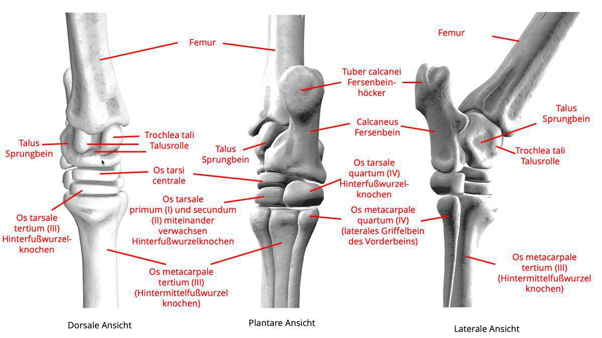 Das Sprunggelenk oder Hinterfußwurzelgelenk Das Sprunggelenk oder Hinterfußwurzelgelenk