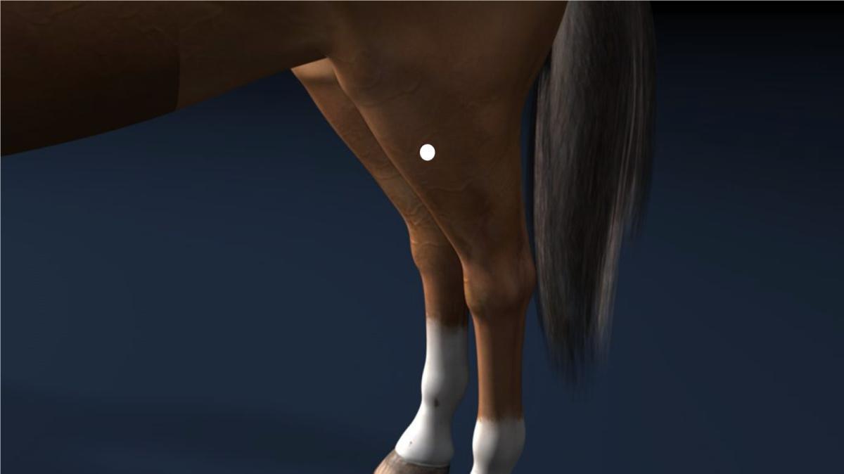 Magen 36 (MA36) Magen 36 (MA36)