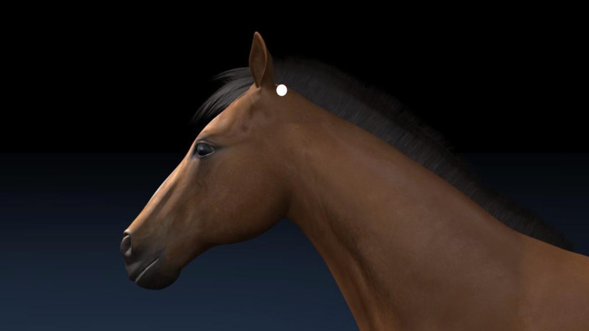 Gallenblase 20 (GB20)