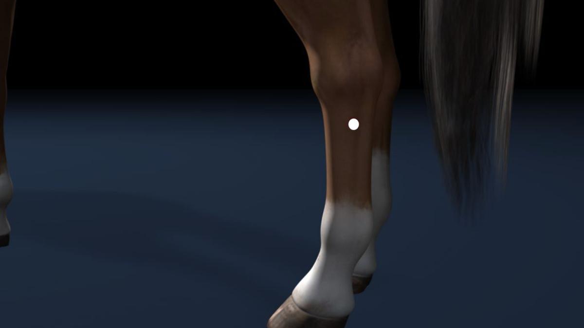 Gallenblase 41 (GB41) Gallenblase 41 (GB41)