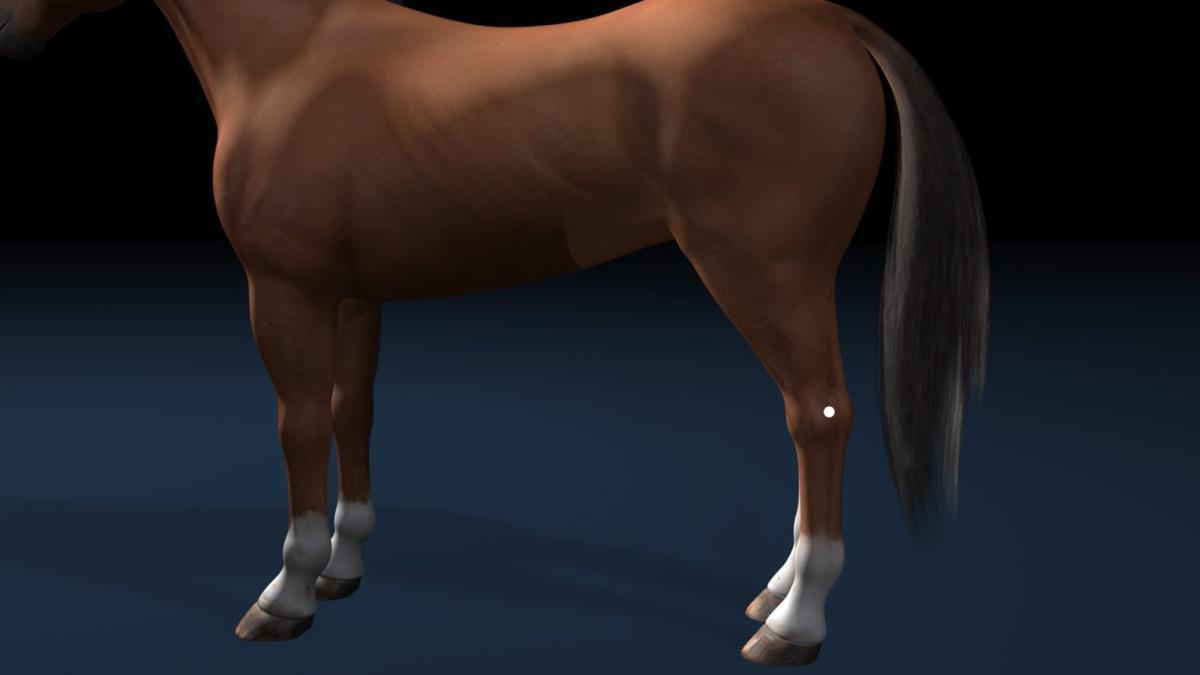 Blase 60 (BL60) Blase 60 (BL60)