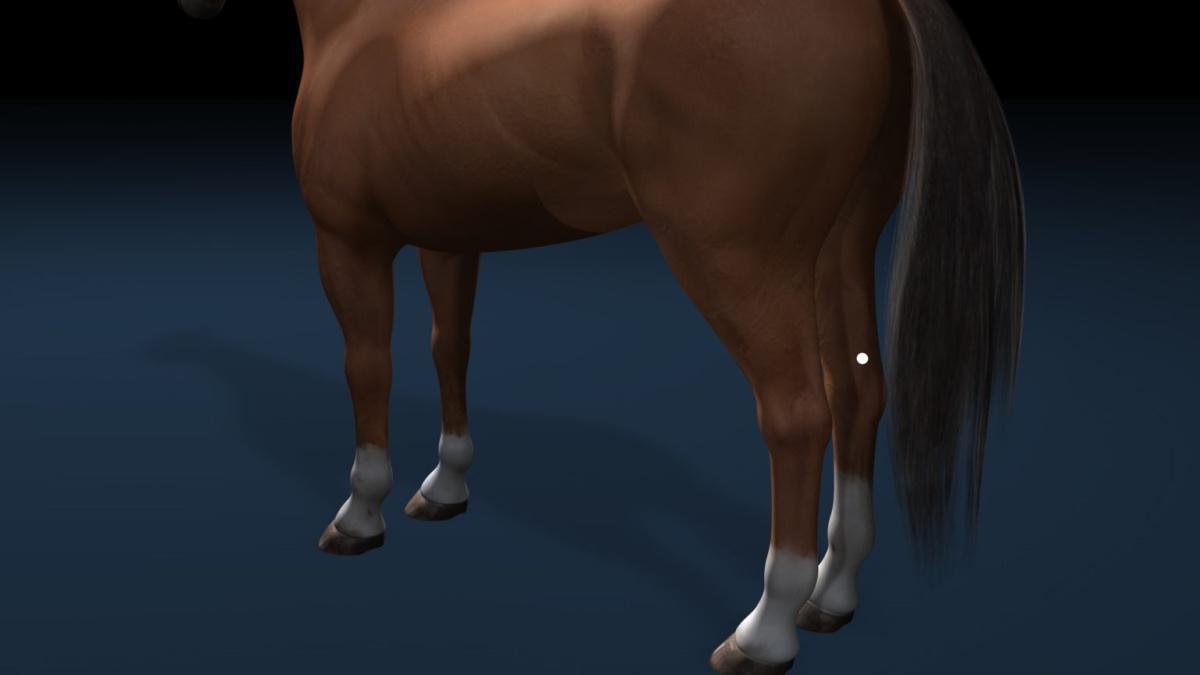 Milz-Pankreas 6 (MP6)