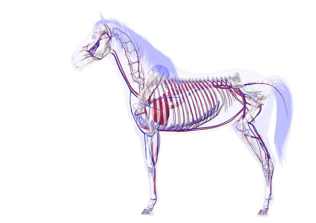 Kreislaufsystem Kreislaufsystem