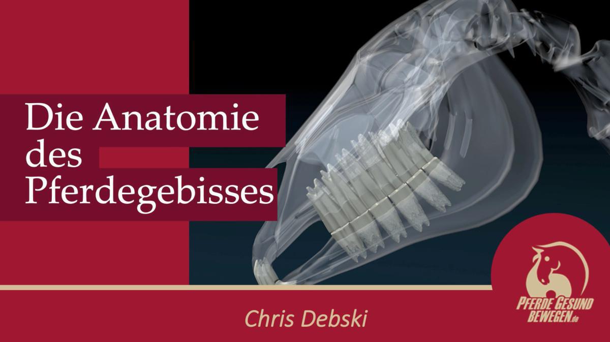 Die Zähne des Pferdes