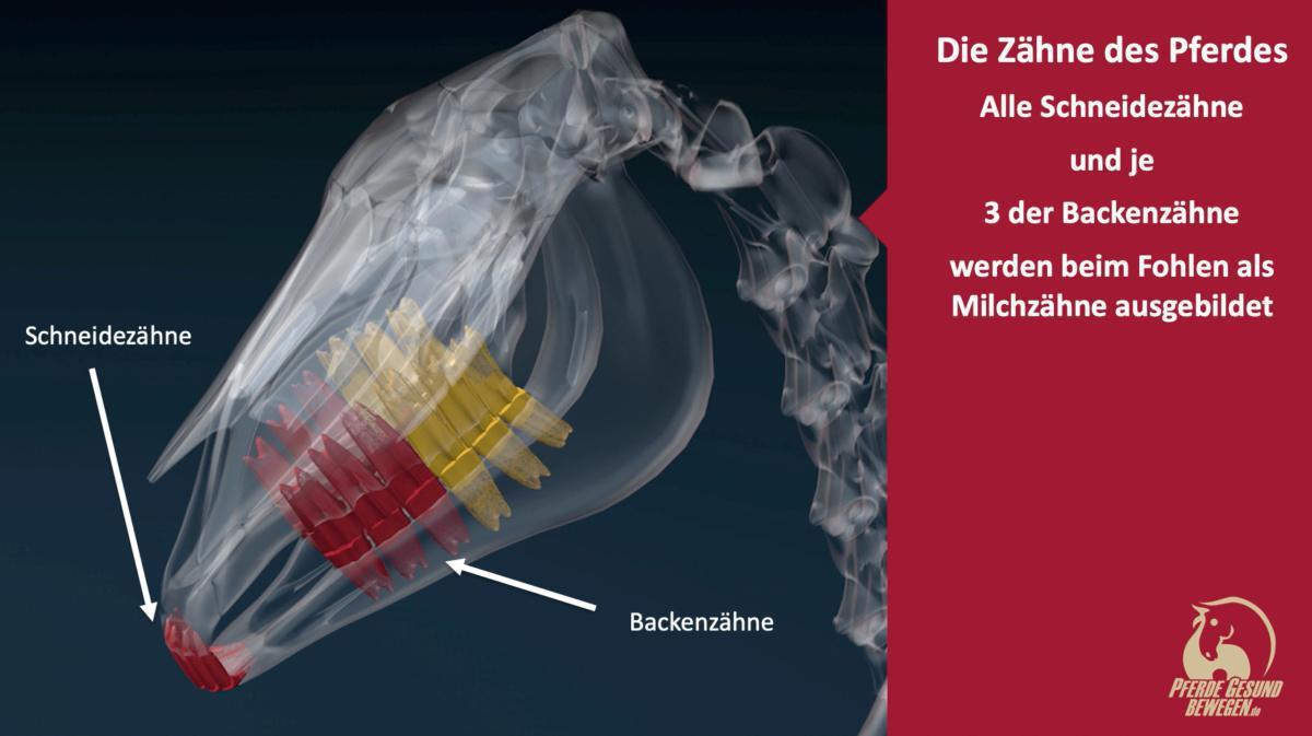Zahnwechsel beim Pferd