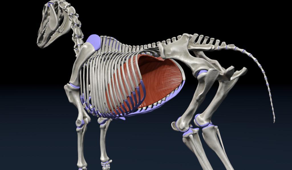 Das Zwerchfell oder auch Diaphragma