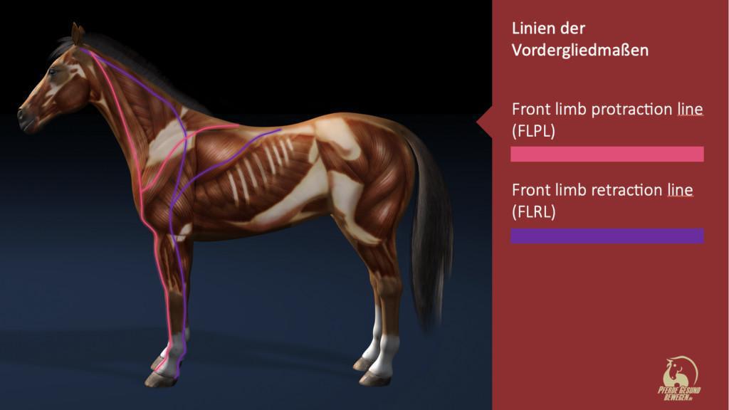 Linien der Vordergliedmaßen - Frontlimb Line