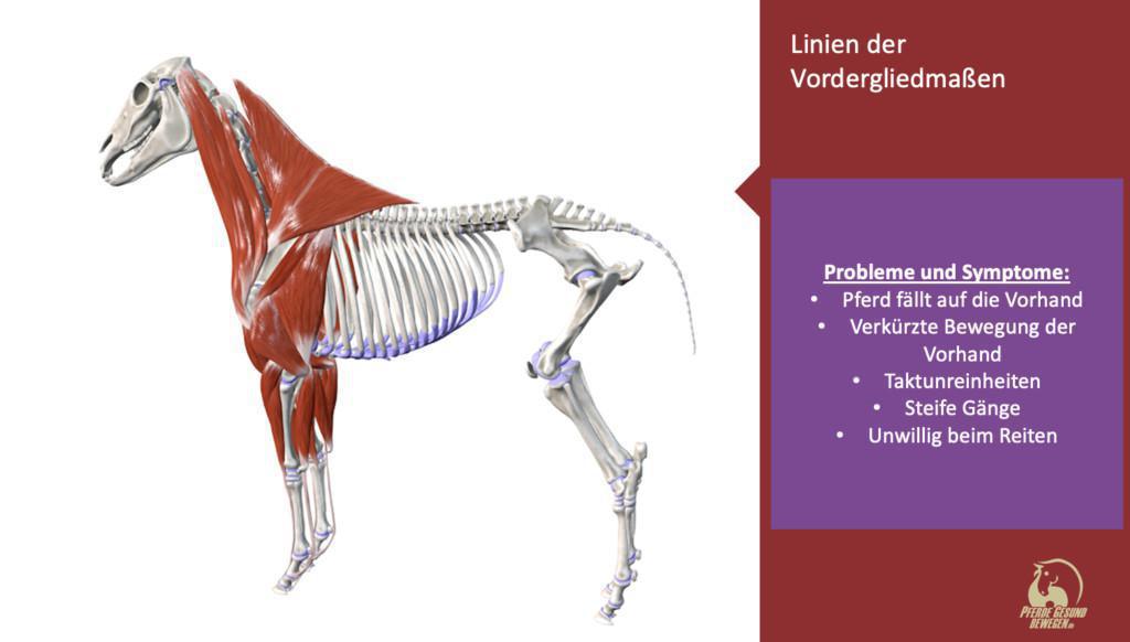 Linien der Vordergliedmaßen - Frontlimb Line