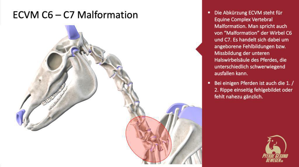 ECVM – Was ist das und welche Probleme haben die Pferde? ECVM – Was ist das und welche Probleme haben die Pferde?
