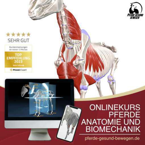 Onlinekurs Pferde Anatomie und Biomechanik Onlinekurs Pferde Anatomie und Biomechanik