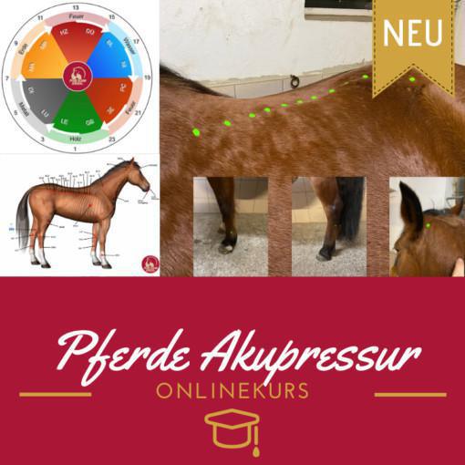Onlinekurs Pferde-Akupressur Onlinekurs Pferde-Akupressur