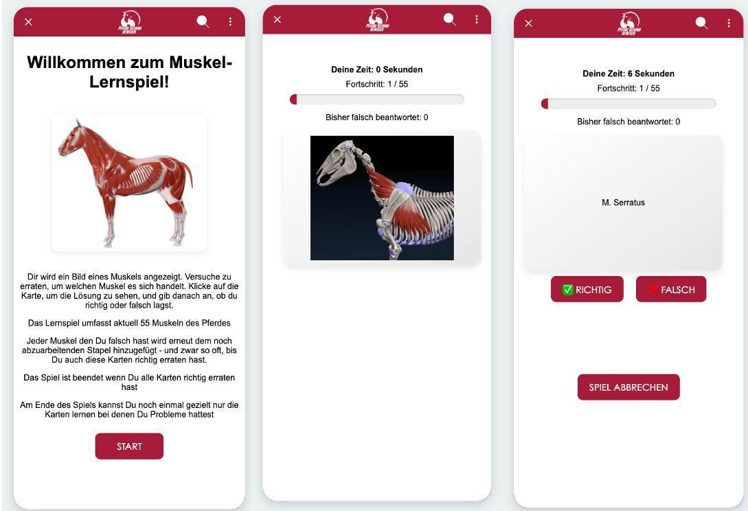 Neu Version! Muskel-Lernkarten-Spiel Neu Version! Muskel-Lernkarten-Spiel