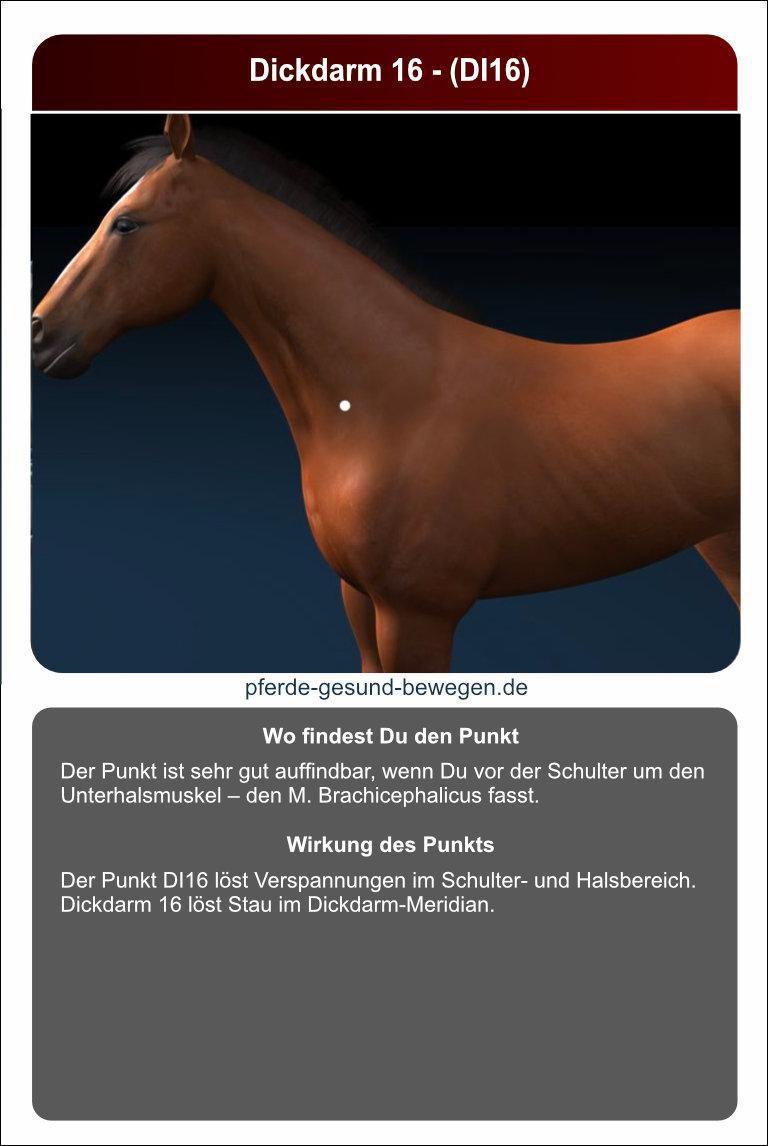 Lernkarten_akupressur_27