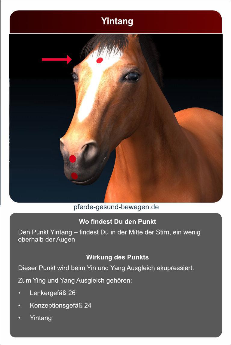 Lernkarten_akupressur_33