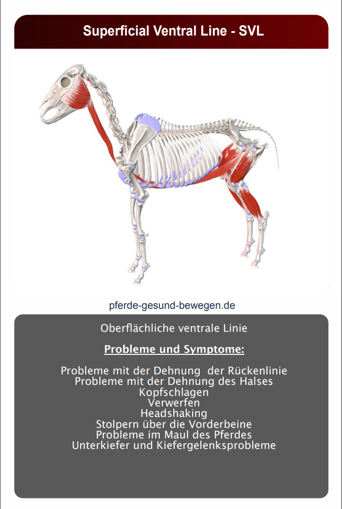 Superficial Ventral Line