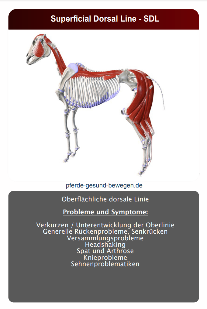 Superficial Dorsal Line