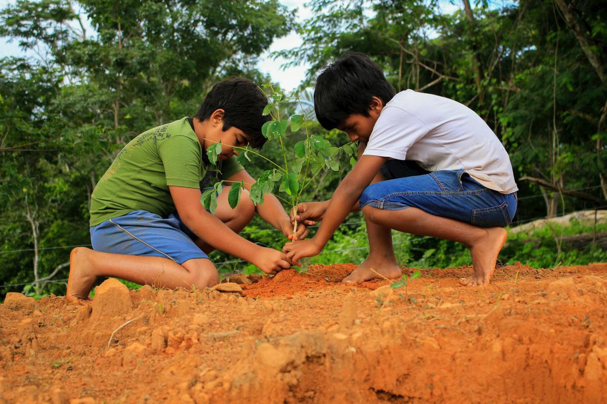 Estudiantes de la Escuela Rural Plantan Árboles para Combatir la Deforestación
