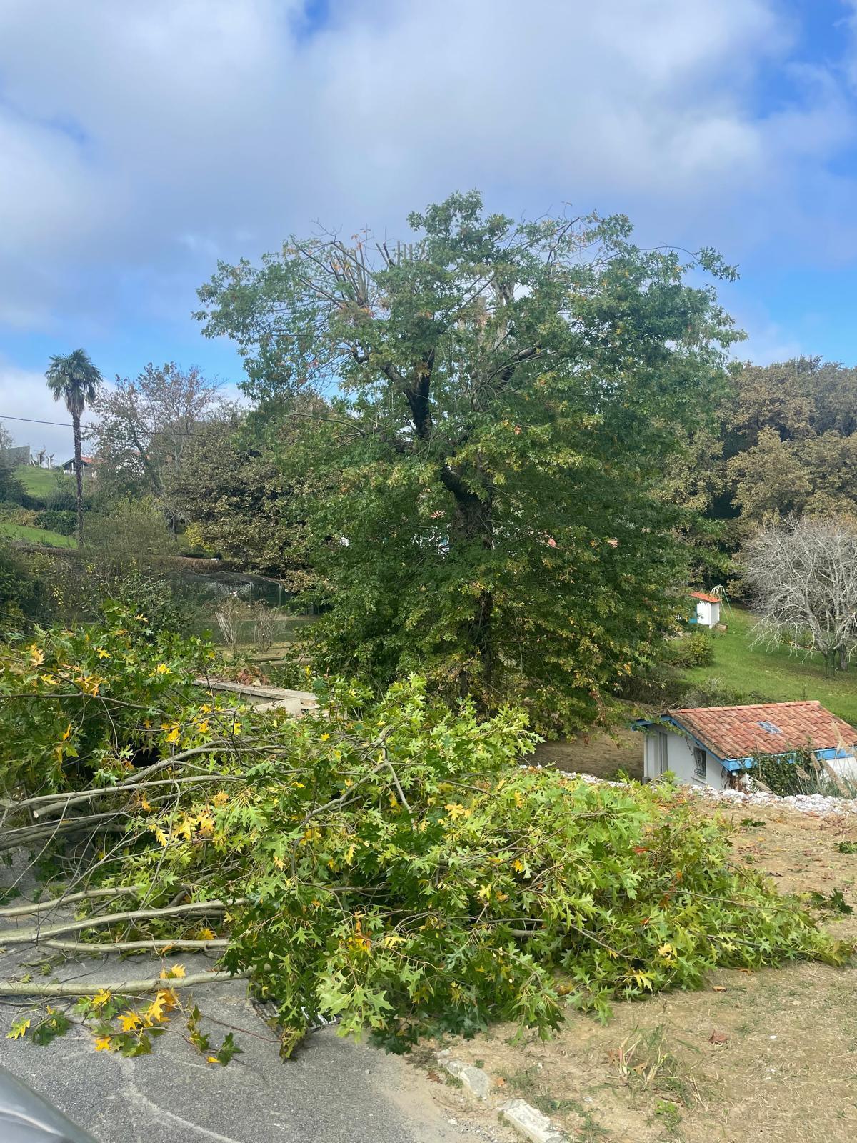 Elagage d'un chêne Elagage d'un chêne