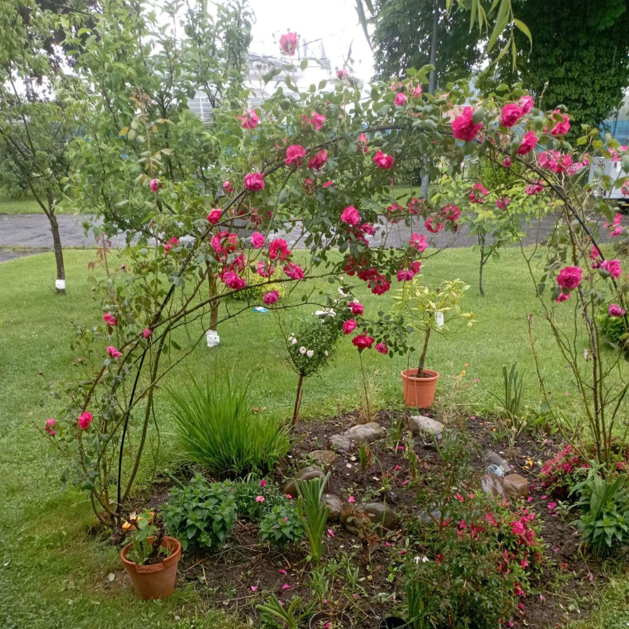 Réalisation d'un parterre