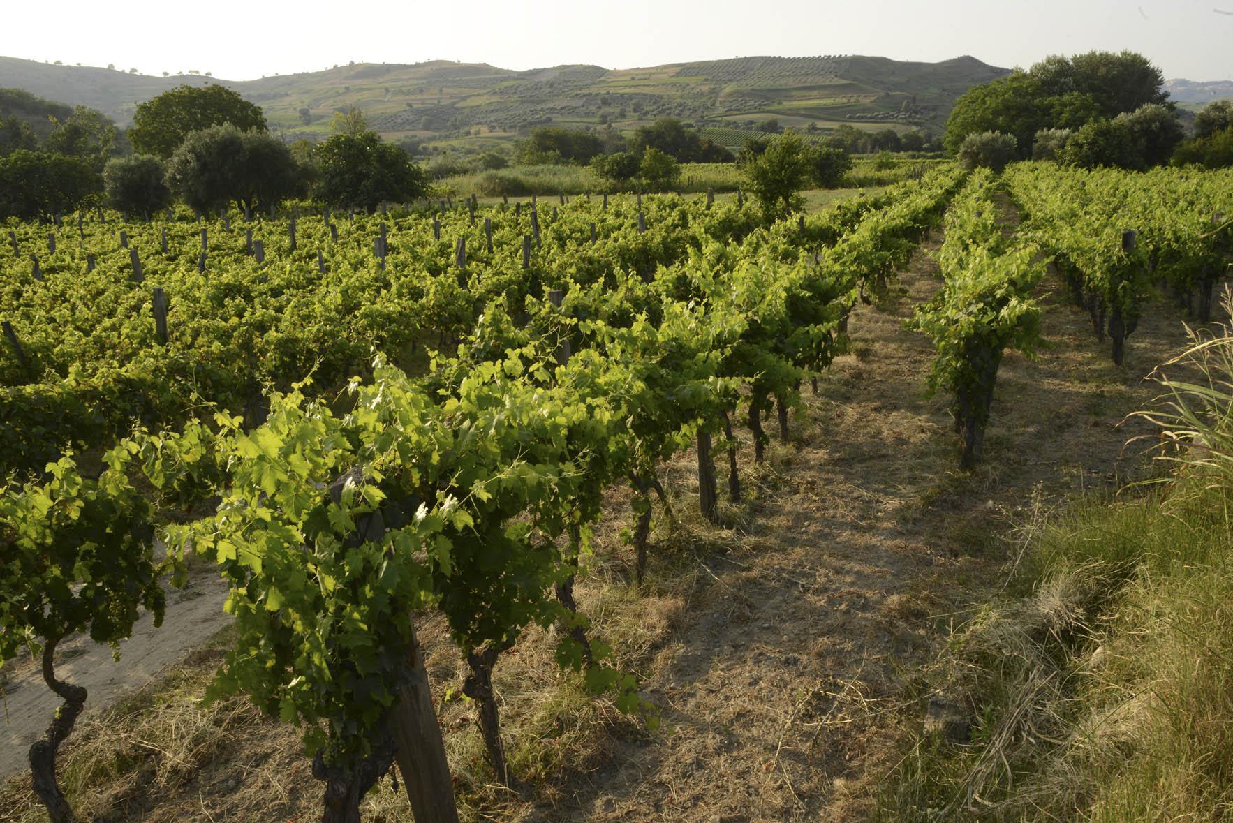 Mare di vigneti lungo la strada tra Cirò Marina e Melissa