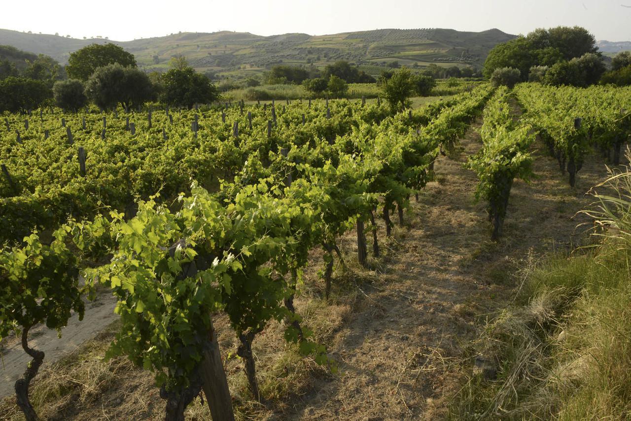 Mare di vigneti lungo la strada tra Cirò Marina e Melissa