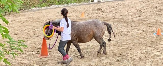 Horse Feedback Horse Feedback